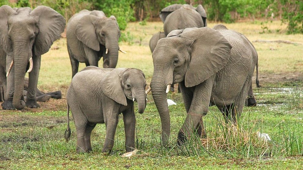 African elephants. Photo: Pixabay.