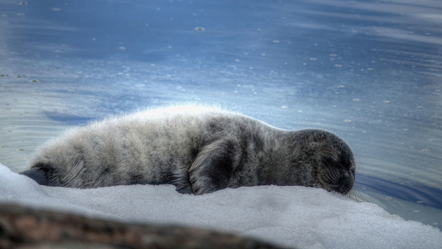 Norppa-Saimaa-by-Ismo-Marttinen-WWF