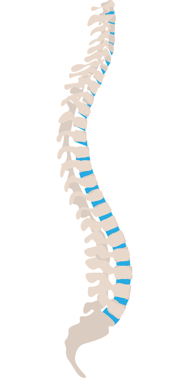 Spine